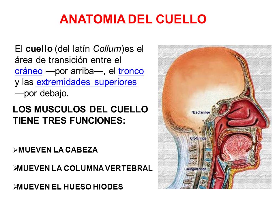 Duele la columna vertebral en el campo de los riñones da en la ingle